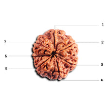 Load image into Gallery viewer, 7 Mukhi Nepalese Rudraksha - Bead No. 94