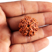 Load image into Gallery viewer, 7 Mukhi Nepalese Rudraksha - Bead No. 503