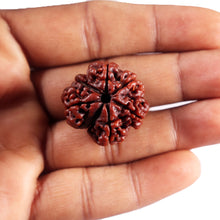Load image into Gallery viewer, 7 Mukhi Nepalese Rudraksha - Bead No. 96