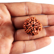 Load image into Gallery viewer, 7 Mukhi Nepalese Rudraksha - Bead No.99