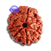 Load image into Gallery viewer, 7 Mukhi Nepalese Rudraksha - Bead No 465