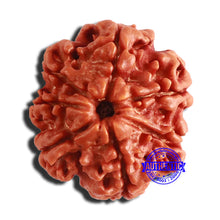 Load image into Gallery viewer, 7 Mukhi Nepalese Ganesha Rudraksha - Bead No 510