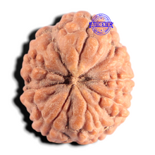 Load image into Gallery viewer, 9 Mukhi Rudraksha from Indonesia - Bead No. 7