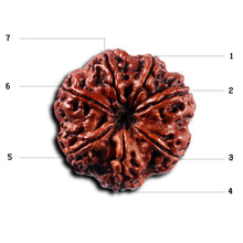 Load image into Gallery viewer, 7 Mukhi Nepalese Rudraksha - Bead No.101