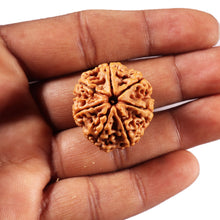 Load image into Gallery viewer, 7 Mukhi Nepalese Rudraksha - Bead No. 104