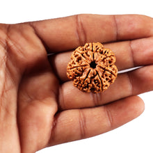 Load image into Gallery viewer, 7 Mukhi Nepalese Rudraksha - Bead No. 105