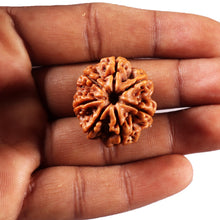Load image into Gallery viewer, 7 Mukhi Nepalese Rudraksha - Bead No.107