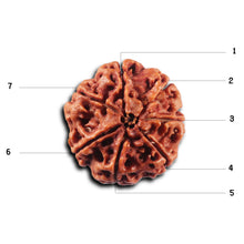 Load image into Gallery viewer, 7 Mukhi Nepalese Rudraksha - Bead No. 108