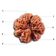 Load image into Gallery viewer, 7 Mukhi Nepalese Rudraksha - Bead No. 109
