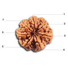 Load image into Gallery viewer, 7 Mukhi Nepalese Rudraksha - Bead No. 111