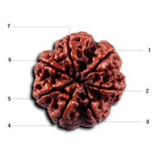 Load image into Gallery viewer, 7 Mukhi Nepalese Rudraksha - Bead No. 114