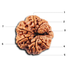 Load image into Gallery viewer, 7 Mukhi Nepalese Rudraksha - Bead No. 115
