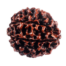 Load image into Gallery viewer, 7 Mukhi Hybrid Rudraksha - Bead No.62