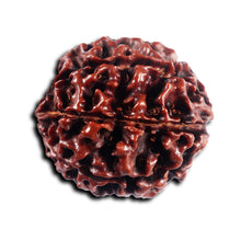 Load image into Gallery viewer, 7 Mukhi Hybrid Rudraksha - Bead No.63