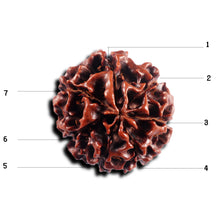 Load image into Gallery viewer, 7 Mukhi Hybrid Rudraksha - Bead No.64