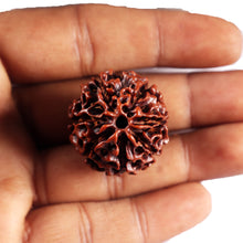 Load image into Gallery viewer, 7 Mukhi Hybrid Rudraksha - Bead No.64