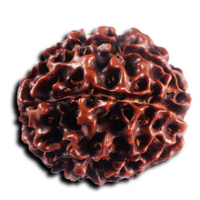 Load image into Gallery viewer, 7 Mukhi Hybrid Rudraksha - Bead No.64
