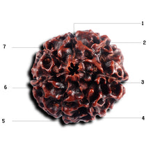 Load image into Gallery viewer, 7 Mukhi Hybrid Rudraksha - Bead No.65