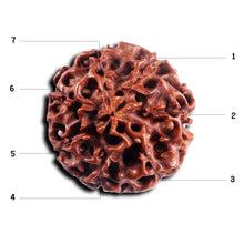 Load image into Gallery viewer, 7 Mukhi Hybrid Rudraksha - Bead No.66