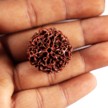 Load image into Gallery viewer, 7 Mukhi Hybrid Rudraksha - Bead No.66