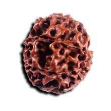 Load image into Gallery viewer, 7 Mukhi Hybrid Rudraksha - Bead No.66