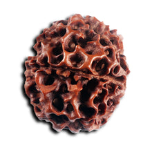 Load image into Gallery viewer, 7 Mukhi Hybrid Rudraksha - Bead No.66