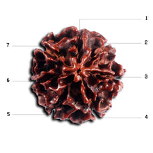 Load image into Gallery viewer, 6 Mukhi Hybrid Rudraksha - Bead No. 68