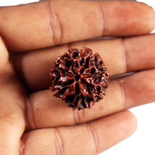 Load image into Gallery viewer, 6 Mukhi Hybrid Rudraksha - Bead No. 68