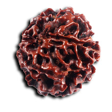 Load image into Gallery viewer, 6 Mukhi Hybrid Rudraksha - Bead No. 68