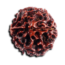 Load image into Gallery viewer, 6 Mukhi Hybrid Rudraksha - Bead No. 68
