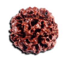 Load image into Gallery viewer, 7 Mukhi Hybrid Rudraksha - Bead No.69