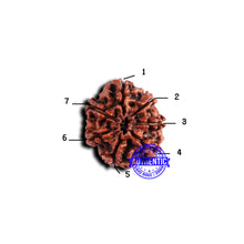 Load image into Gallery viewer, 7 Mukhi Nepalese Rudraksha - Bead No. 657