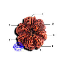 Load image into Gallery viewer, 7 Mukhi Nepalese Rudraksha - Bead No 661