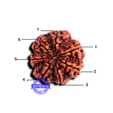 Load image into Gallery viewer, 7 Mukhi Nepalese Rudraksha - Bead No 664