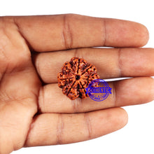 Load image into Gallery viewer, 7 Mukhi Nepalese Rudraksha - Bead No 664