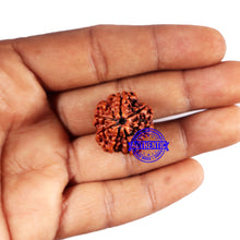 Load image into Gallery viewer, 7 Mukhi Nepalese Rudraksha - Bead No 665