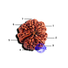 Load image into Gallery viewer, 7 Mukhi Nepalese Rudraksha - Bead No 667