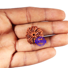 Load image into Gallery viewer, 7 Mukhi Nepalese Rudraksha - Bead No 667