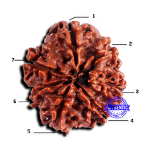 Load image into Gallery viewer, 7 Mukhi Nepalese Rudraksha - Bead No 669