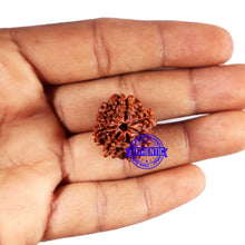 Load image into Gallery viewer, 7 Mukhi Nepalese Rudraksha - Bead No 669