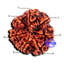 Load image into Gallery viewer, 7 Mukhi Nepalese Rudraksha - Bead No 671