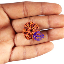 Load image into Gallery viewer, 7 Mukhi Nepalese Rudraksha - Bead No 671