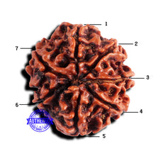 Load image into Gallery viewer, 7 Mukhi Nepalese Rudraksha - Bead No 673