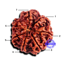 Load image into Gallery viewer, 7 Mukhi Nepalese Rudraksha - Bead No 675