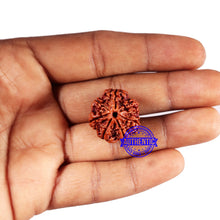 Load image into Gallery viewer, 7 Mukhi Nepalese Rudraksha - Bead No 675