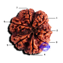 Load image into Gallery viewer, 7 Mukhi Nepalese Rudraksha - Bead No 676