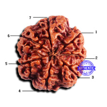 Load image into Gallery viewer, 7 Mukhi Nepalese Rudraksha - Bead No 677