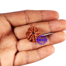 Load image into Gallery viewer, 7 Mukhi Nepalese Rudraksha - Bead No 681