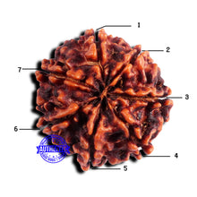 Load image into Gallery viewer, 7 Mukhi Nepalese Rudraksha - Bead No 682