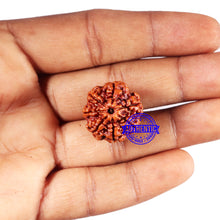 Load image into Gallery viewer, 7 Mukhi Nepalese Rudraksha - Bead No 684